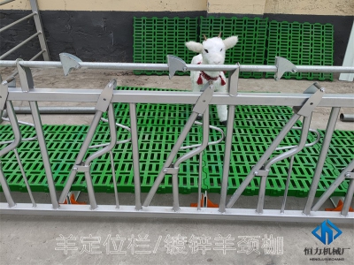 自鎖式羊頸夾如何為羊場省時(shí)省力