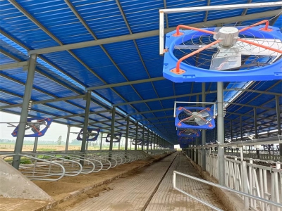 新建牛場為什么需要安裝牛舍風機